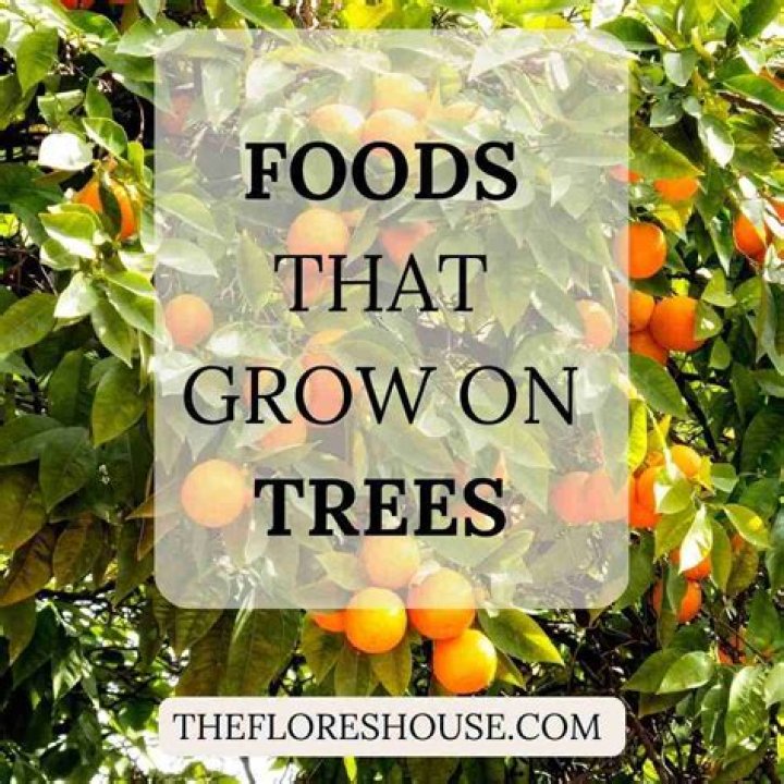 What is the white stuff that grows on oak trees?