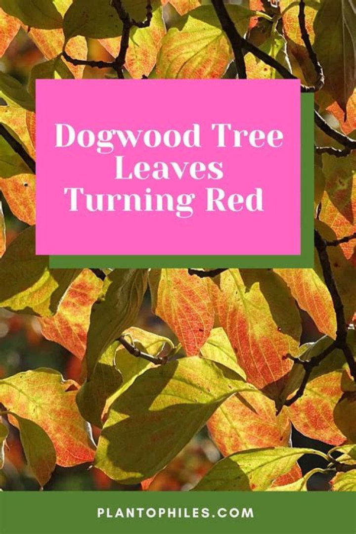 What is wrong with my dogwood tree?