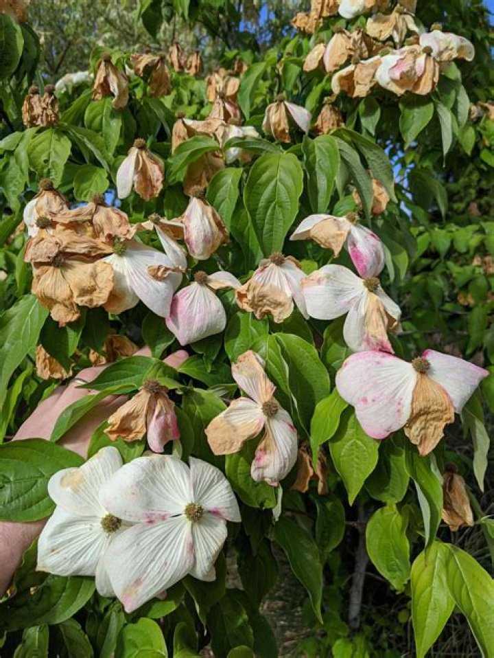 What is wrong with my flowering dogwood?