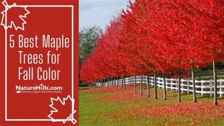 What killed my maple tree?
