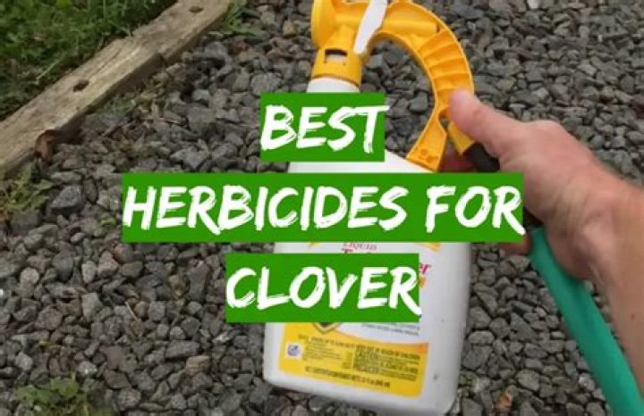 What kills clover the best?