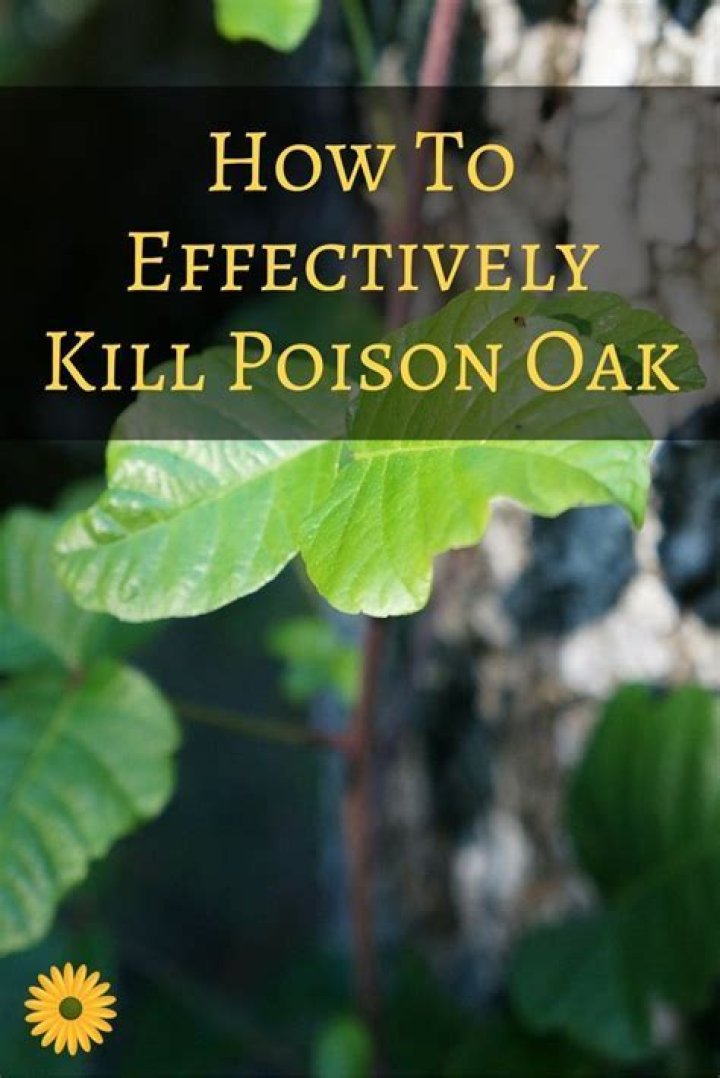 What kills poison oak permanently?