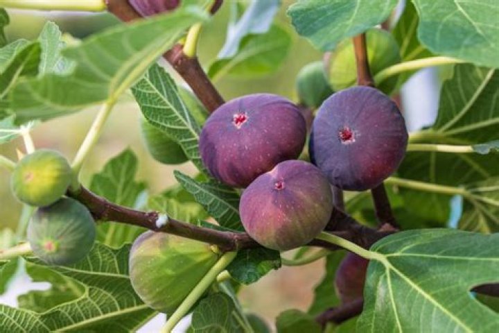 What kind of care does a fig plant need?