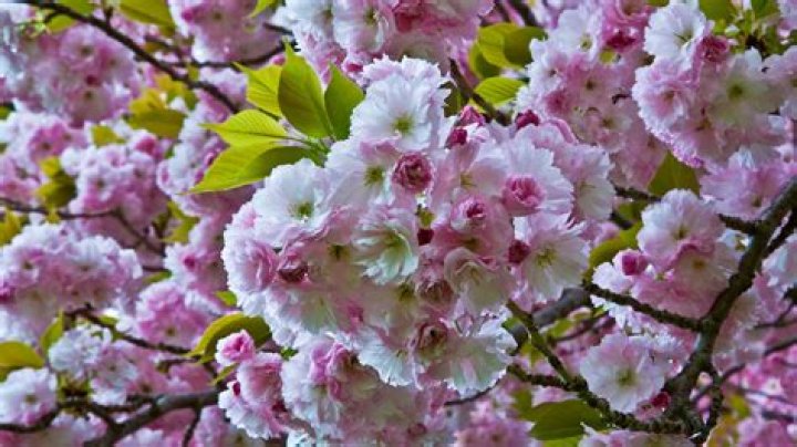 What kind of cherry tree has pink flowers?