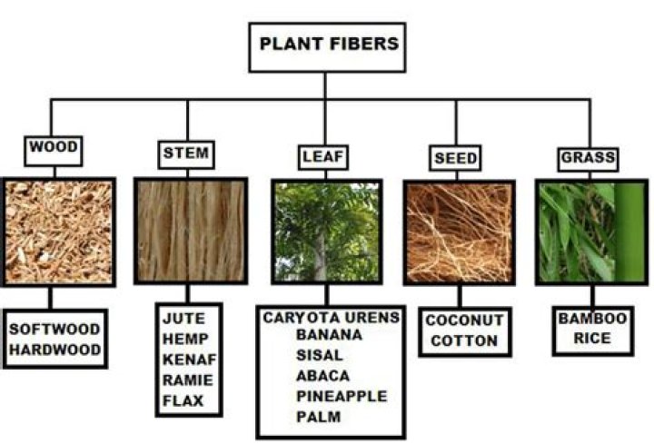 What kind of fibres are obtained from flax plant?