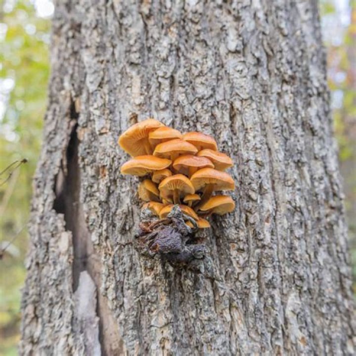 What kind of fungus grows on oak trees?