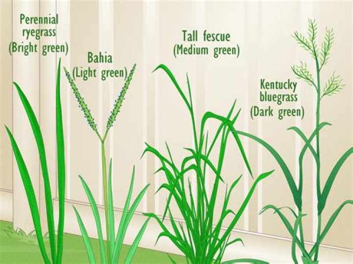 What kind of grass grows well in full sun?