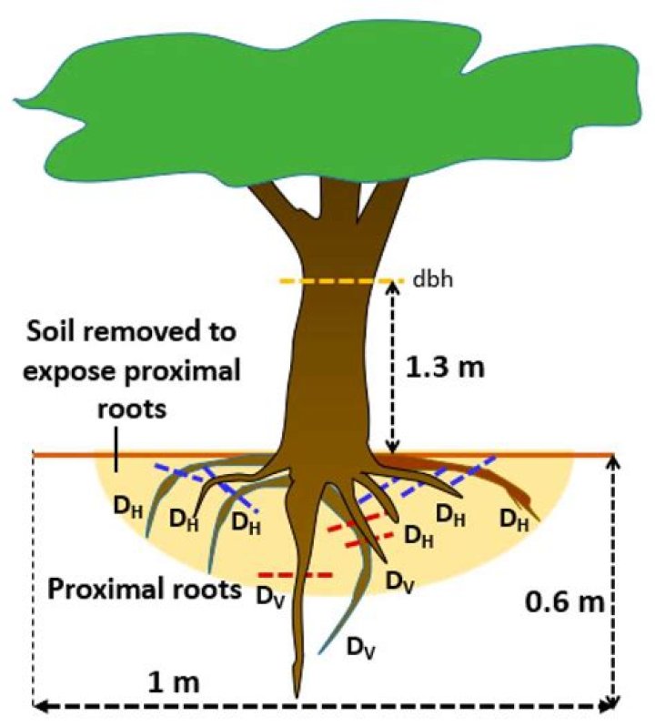 What kind of root system does camphor tree have?