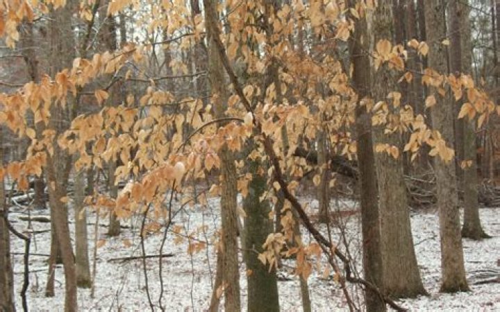 What kind of tree does not lose its leaves in winter?