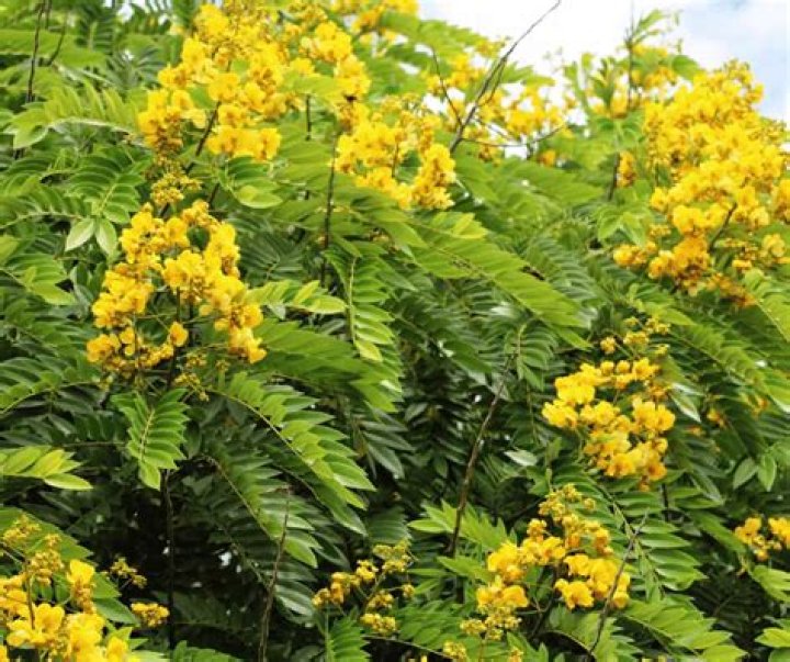 What kind of tree has yellow flowers in summer?