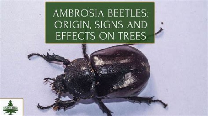 What kind of trees do ambrosia beetles attack?