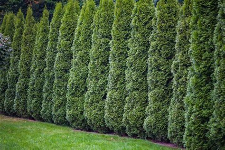 What looks good next to arborvitae?