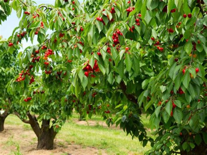 What makes a cherry tree a dwarf cherry tree?
