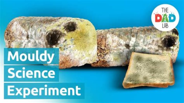 What makes bread mold faster raisins or bananas?