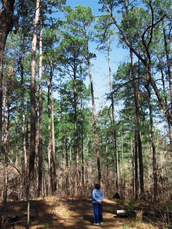 What makes pine trees die in East Texas?
