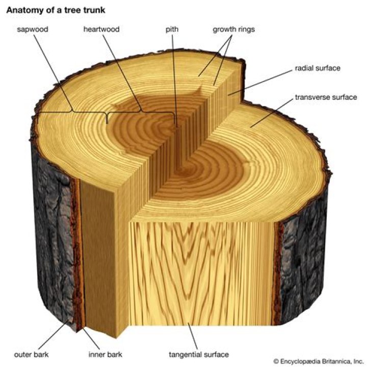 What part of the tree is the trunk?