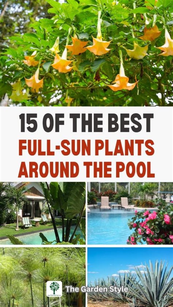 What plants can I plant near a pool?
