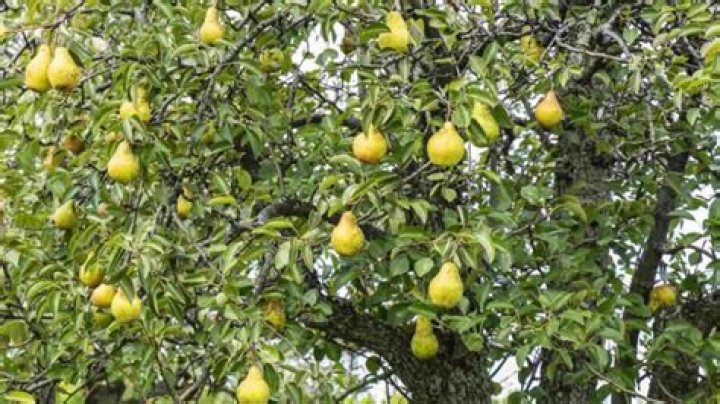 What should I do with my pear tree?