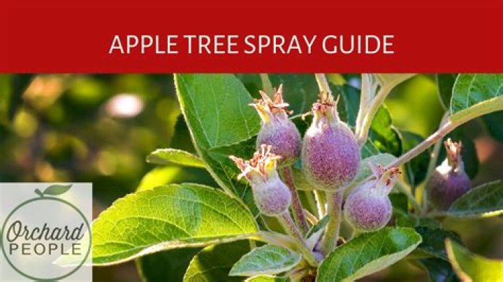 What should I spray on pear trees?