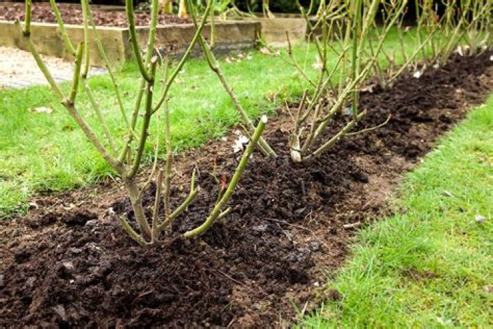 What shrubs should be pruned now?