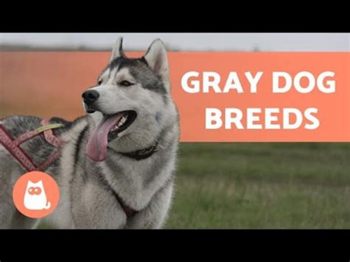 What small dogs are GREY?