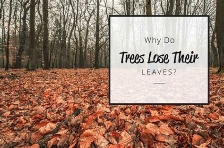 What time of year do sycamore trees lose their leaves?