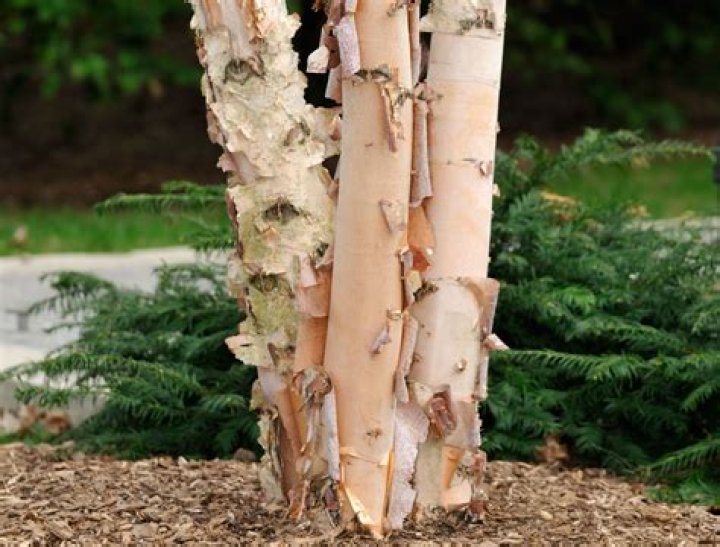 What time of year do you trim birch trees?