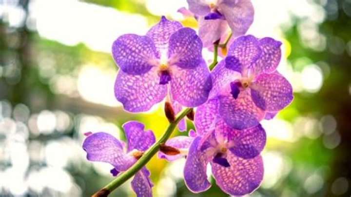What time of year does an orchid flower?