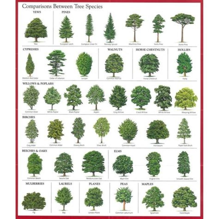 What tree species mean?
