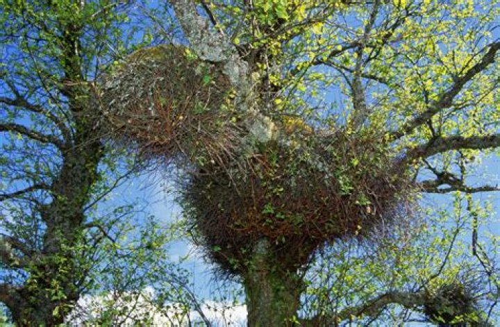 What trees does witches broom affect?