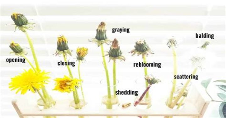 What type of root system do dandelions have?