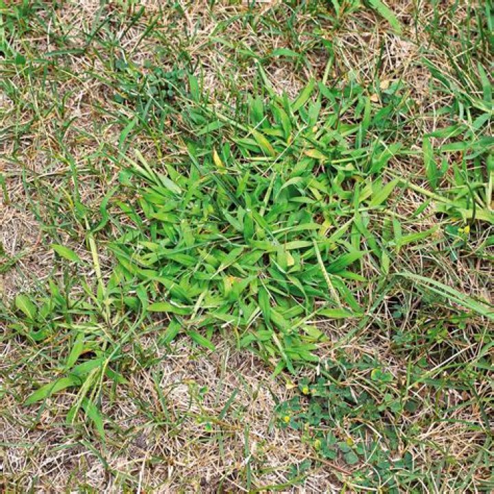 What weed is growing in my lawn?