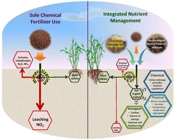 What will happen if fertilizers are used in excess?