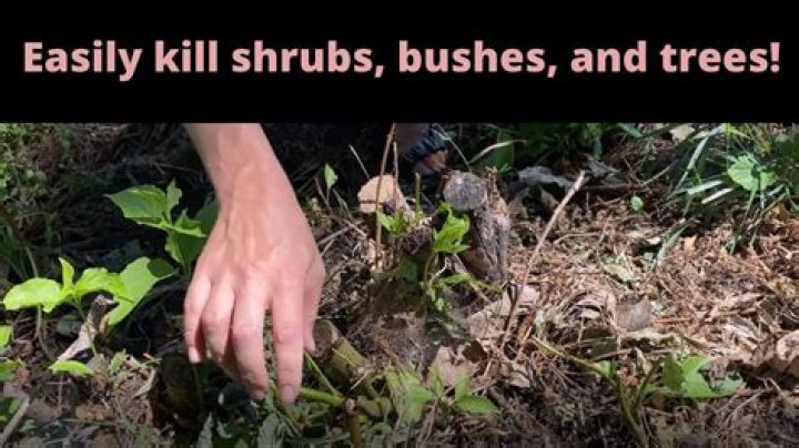 What will kill bushes?