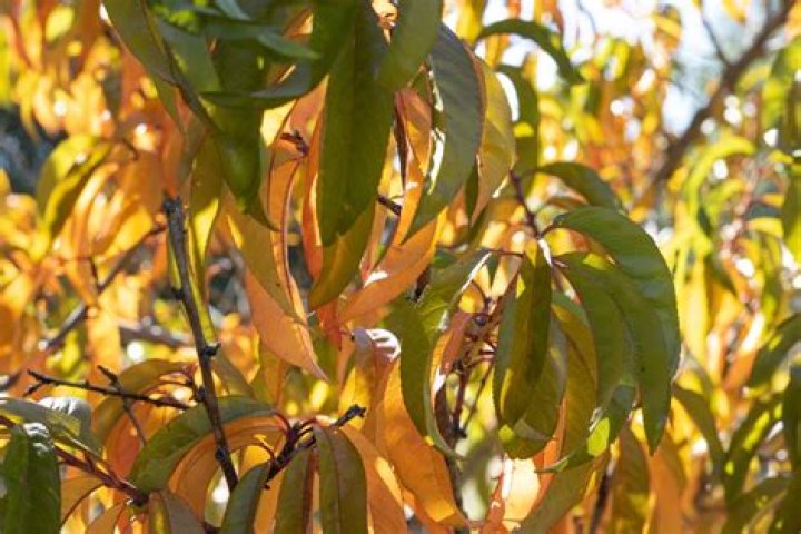 What would cause peaches to rot on the tree?