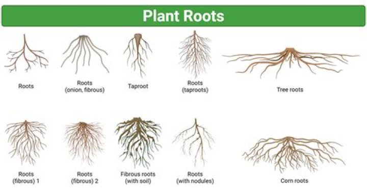 When does a Leyland plant need to have a root system?