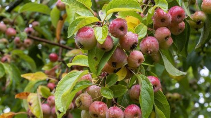 When should a crabapple tree be pruned?