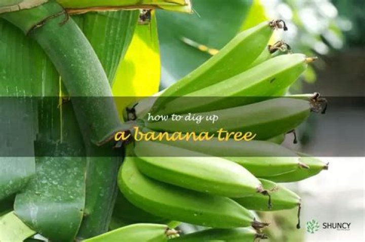 When should you dig up banana trees?