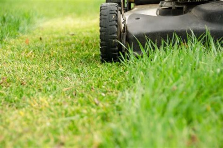When should you first cut grass for a year?