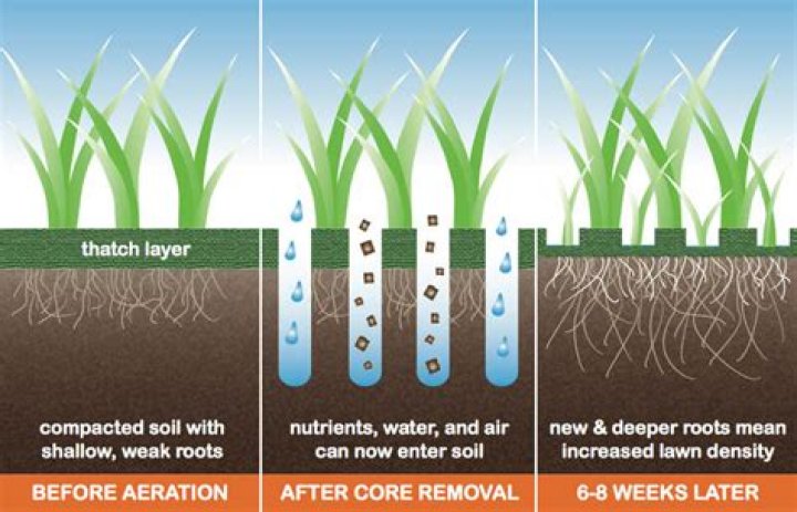 When to dethatch aerate and fertilize?