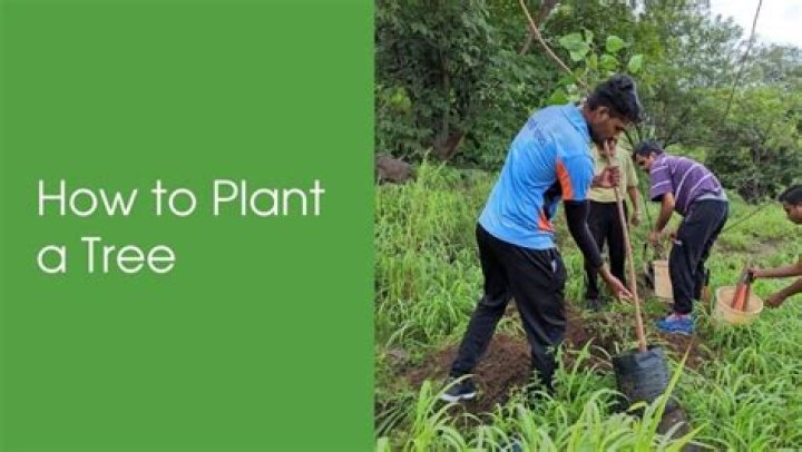 When to plant a tree in Indianapolis?