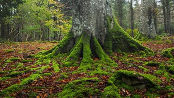 Where does moss always point to?