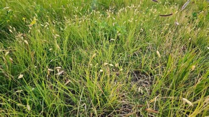 Where does sod grass come from?