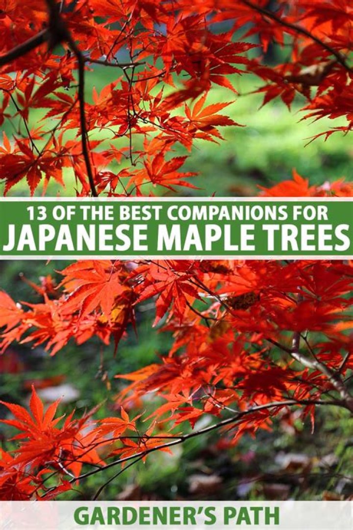 Where is the best place to plant a Japanese red maple?