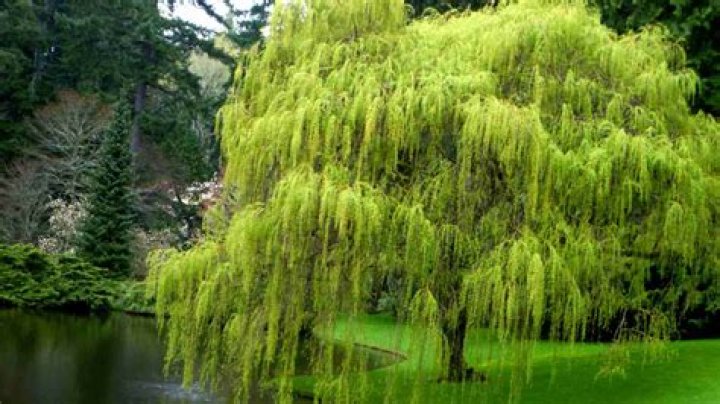 Where should I plant a weeping birch?