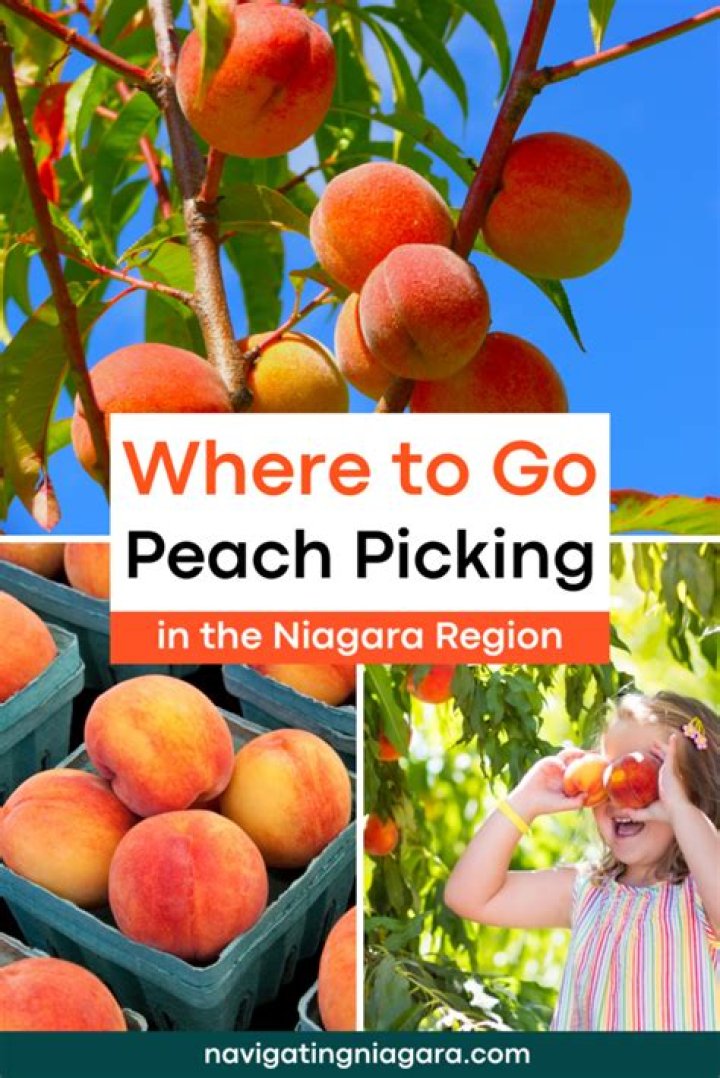 Where to go to pick your own peaches?