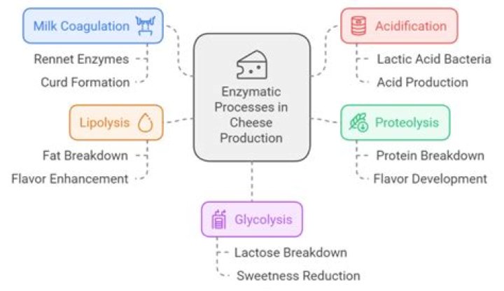Which enzyme is used for making cheese?