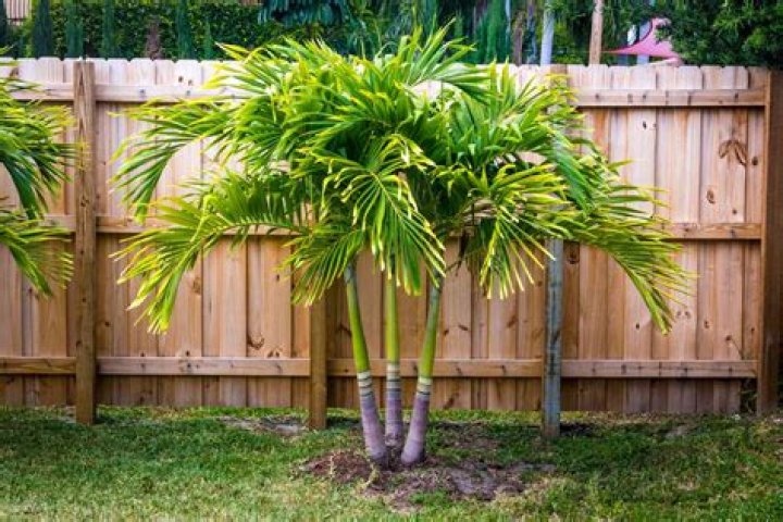 Which palm tree is the most beautiful?