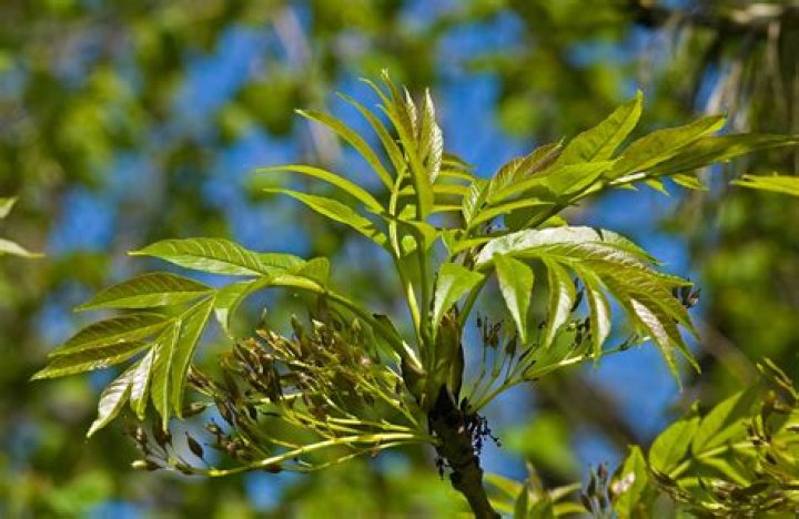 Why are my ash tree leaves falling?