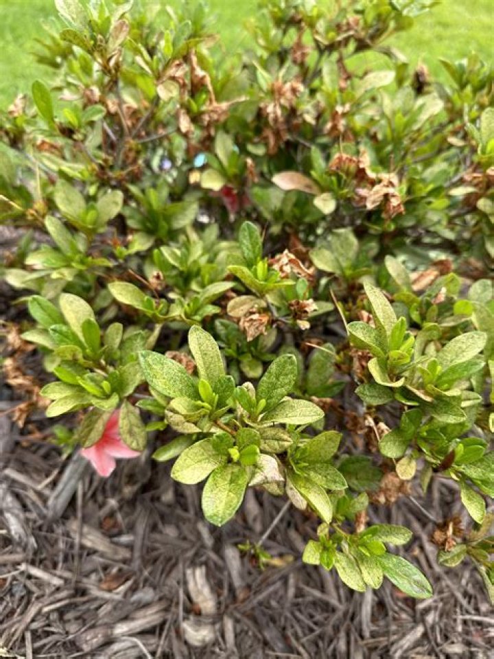 Why are my azalea buds turning brown?